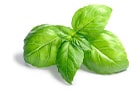 fresh basil