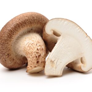 MUSHROOM SHIITAKE GLP