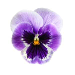 FLOWER VIOLA