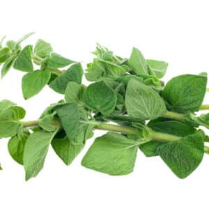 HERB OREGANO GL