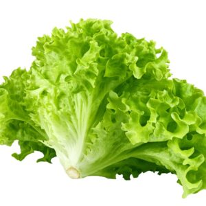 LETTUCE GREEN LEAF SINGL