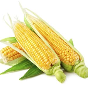 CORN YELLOW 48-50CT