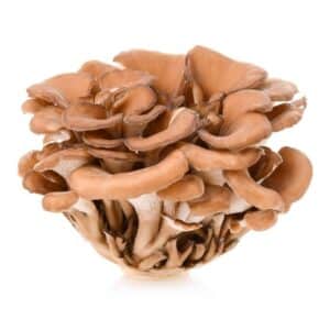 MUSHROOM MAITAKE GLP