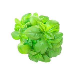 HERB MICRO BASIL
