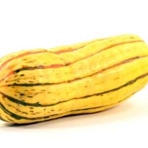 SQUASH DELICATA