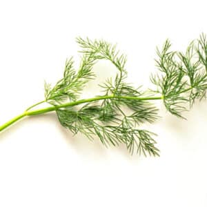 HERB DILL