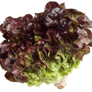 LETTUCE RED OAK GLP