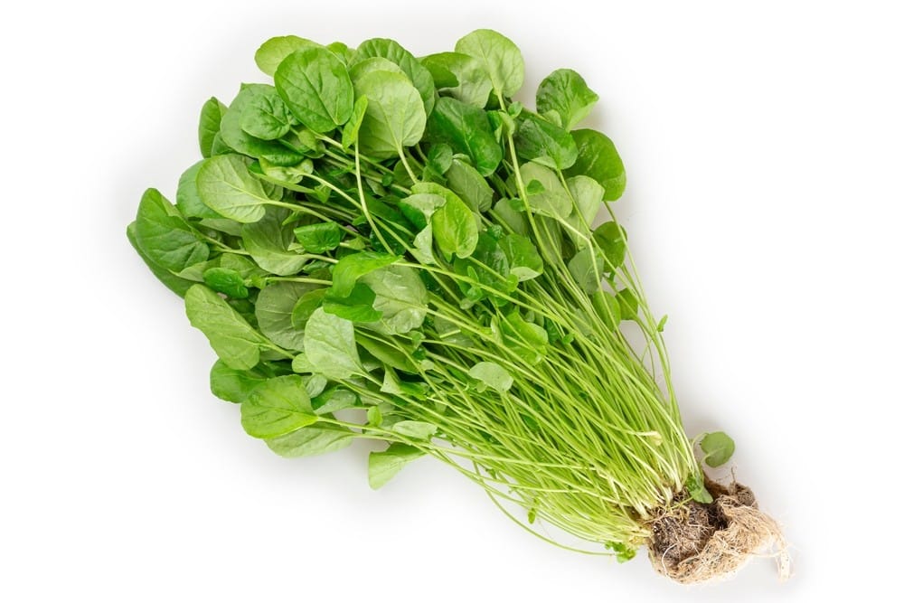 GREENS UPLAND-CRESS