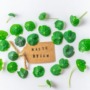 HERB NASTURTIUM LEAF LARG