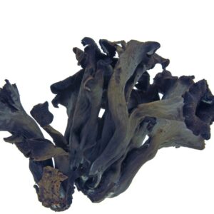 MUSHROOM KING TRUMPET GLP