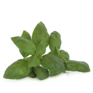 HERB BASIL GL