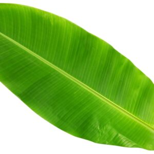 LEAF BANANA FRESH