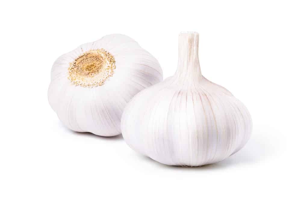 GARLIC 2CT BULB SLEEVE