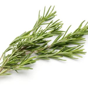 HERB ROSEMARY GL