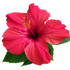 FLOWER HIBISCUS