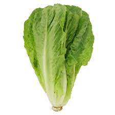 LETTUCE ROMAINE GL
