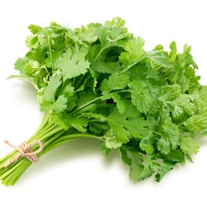 HERB LIVING CILANTRO