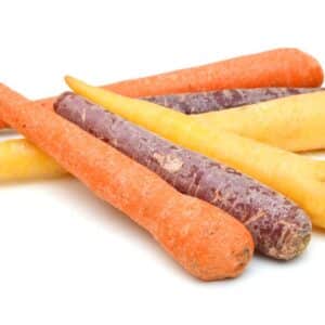 CARROT TRI-COLOR MEDIUM