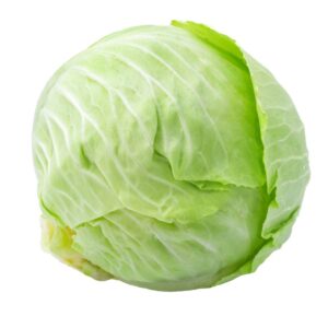 CABBAGE CELLO