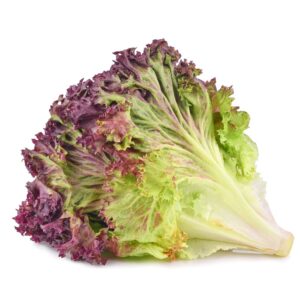 LETTUCE RED LEAF