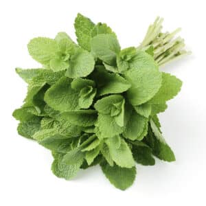 HERB LIVING MINT