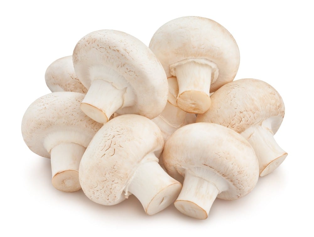 MUSHROOM MEDIUM GLP