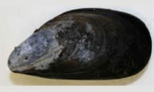 FISH MUSSEL PEI 223
