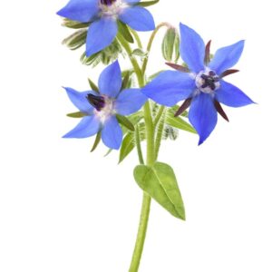 FLOWER BORAGE BLOSSOM