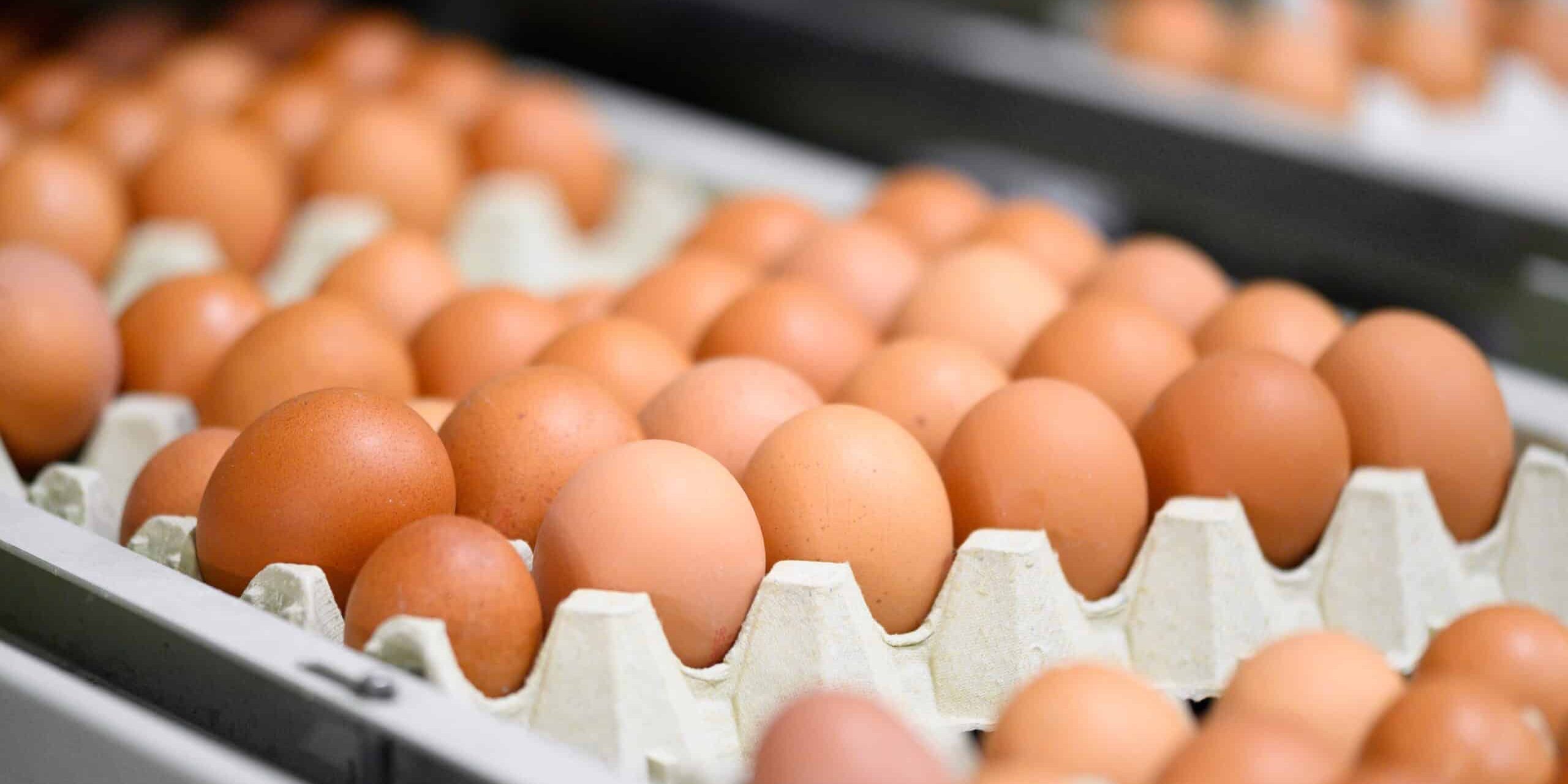 Fresh Eggs in carton